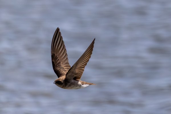 Northern Rough-winged Swallow