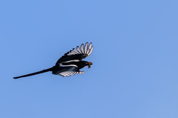 Black-billed Magpie