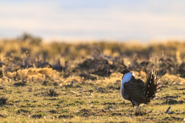 Greater Sage-Grouse