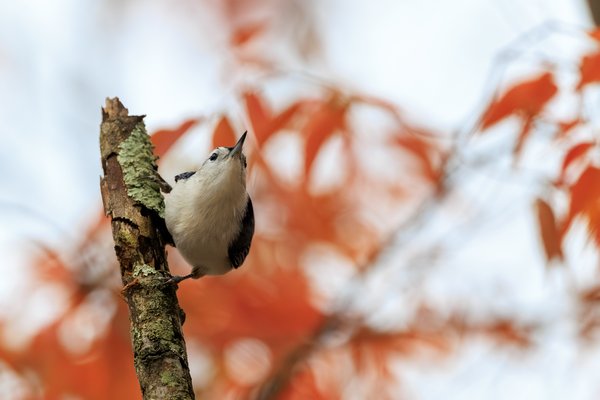 White-breasted Nuthatch