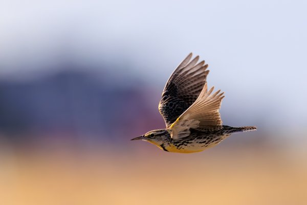 Western Meadowlark