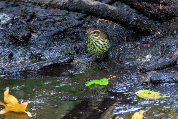 Louisiana Waterthrush