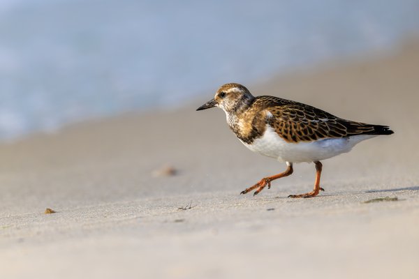 Ruddy Turnstone