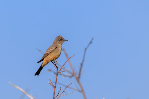 Say's Phoebe