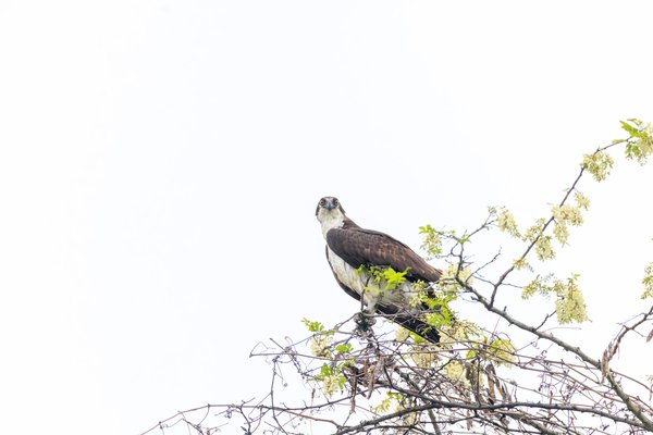 Osprey