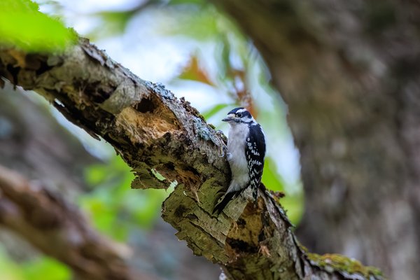 Downy Woodpecker