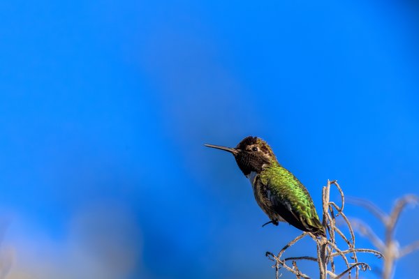Anna's Hummingbird