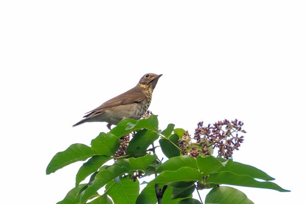 Swainson's Thrush