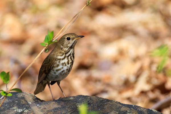 Hermit Thrush