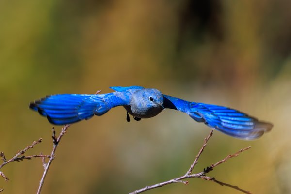 Mountain Bluebird