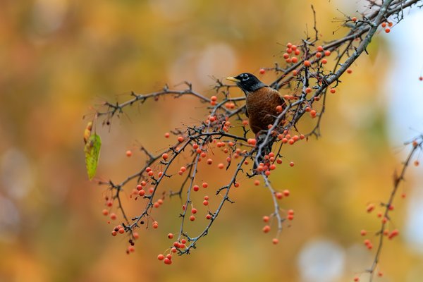 American Robin