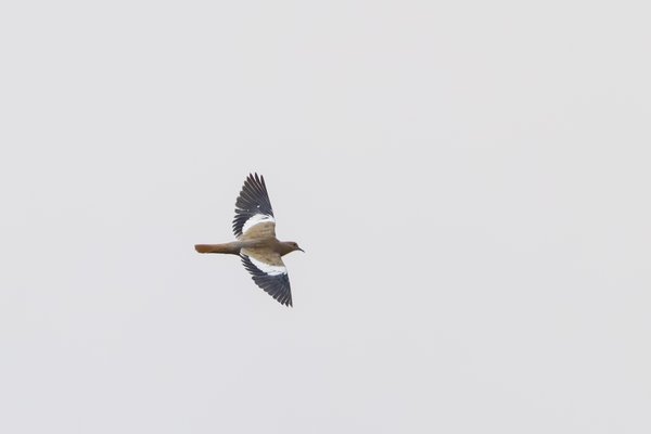White-winged Dove