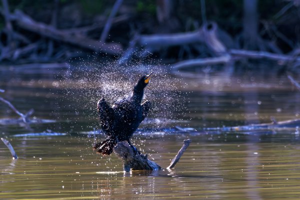 Double-crested Cormorant