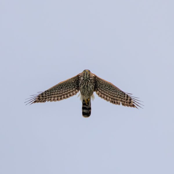 Cooper's Hawk