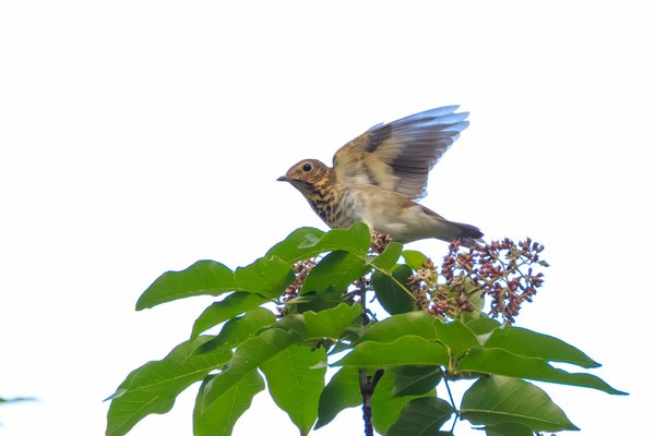 Swainson's Thrush