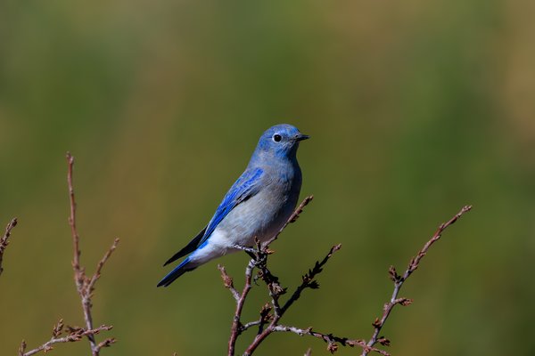 Mountain Bluebird