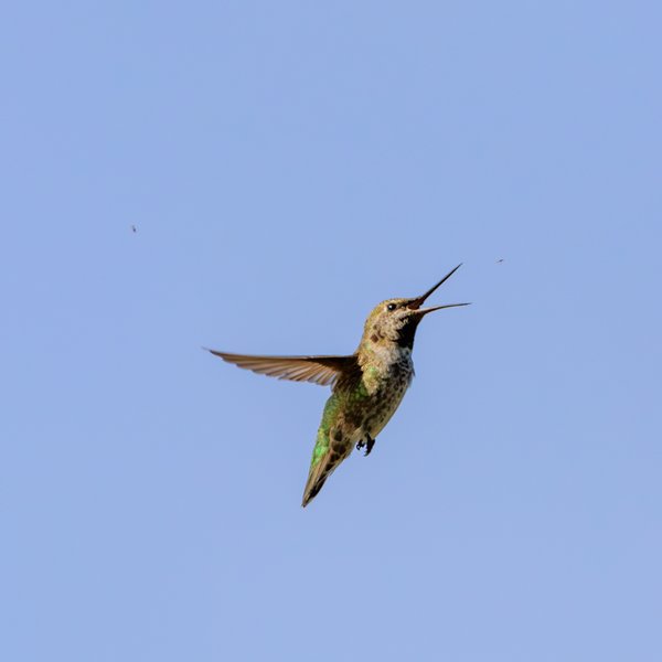 Anna's Hummingbird
