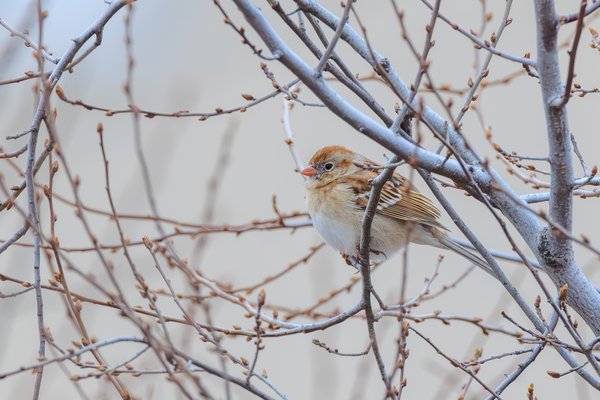 Field Sparrow