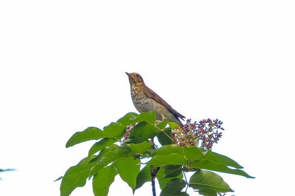 Swainson's Thrush