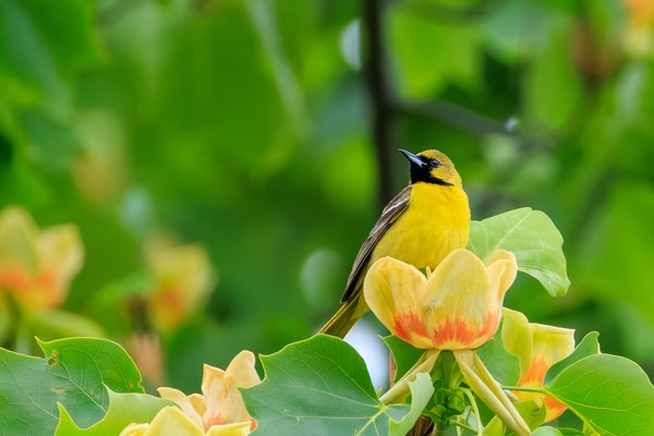 Orchard Oriole