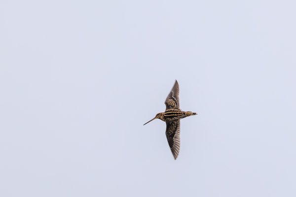 Wilson's Snipe