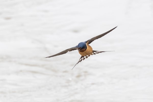 Barn Swallow