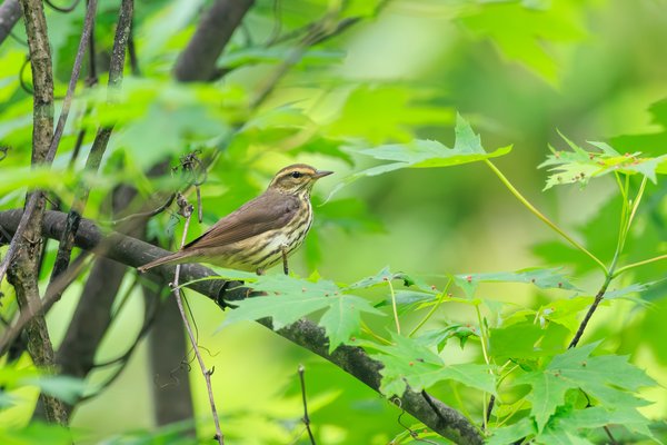 Louisiana Waterthrush
