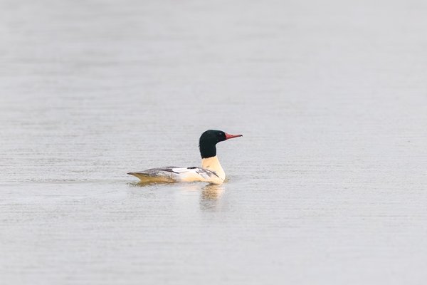 Common Merganser