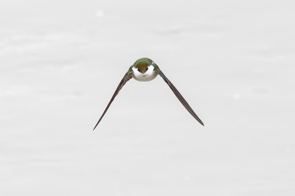 Violet-green Swallow