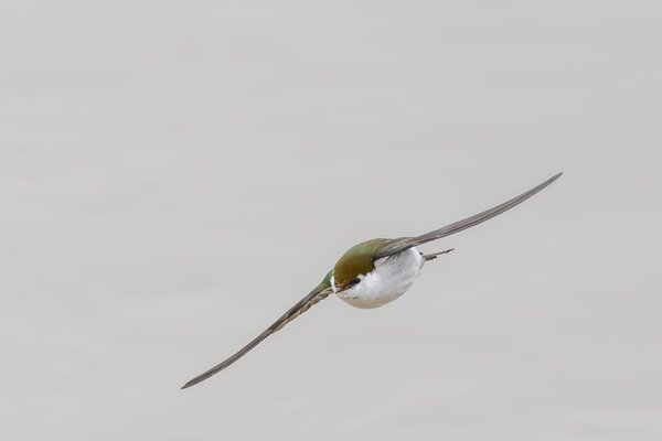 Violet-green Swallow