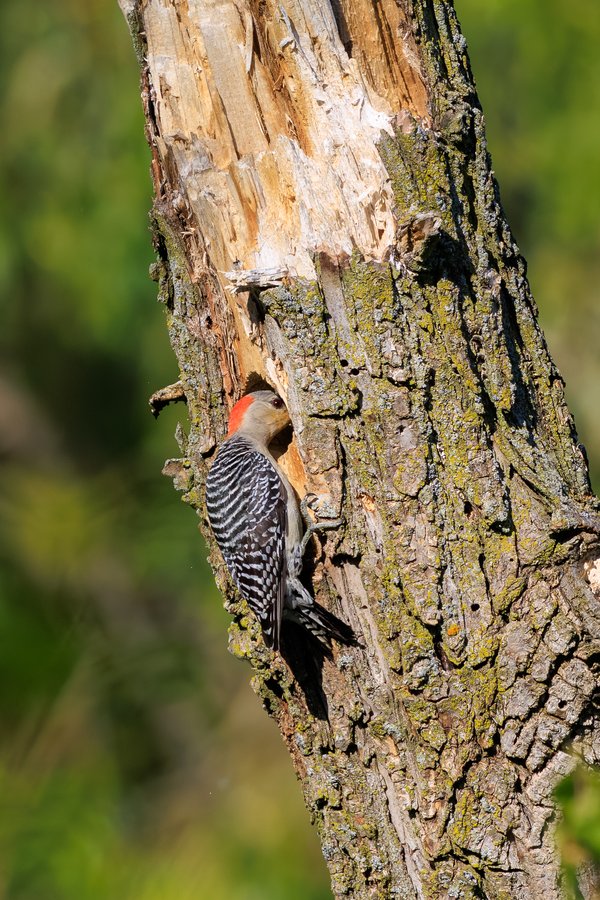 Red-bellied Woodpecker