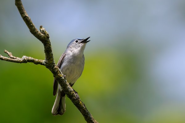 Blue-gray Gnatcatcher