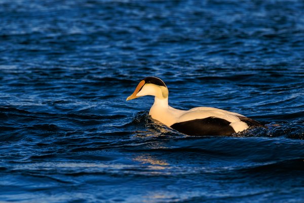 Common Eider