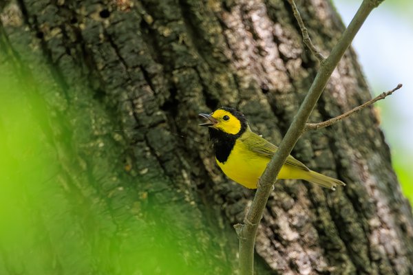 Hooded Warbler