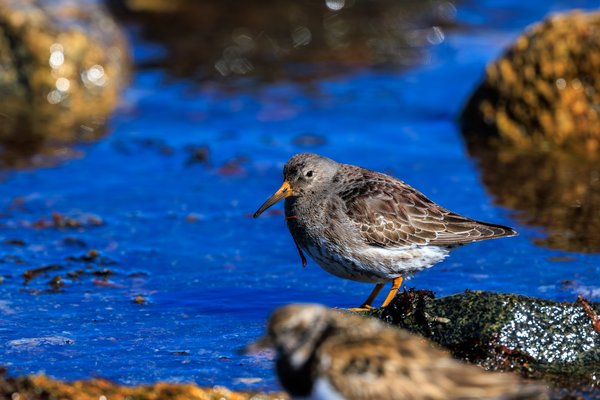 Purple Sandpiper