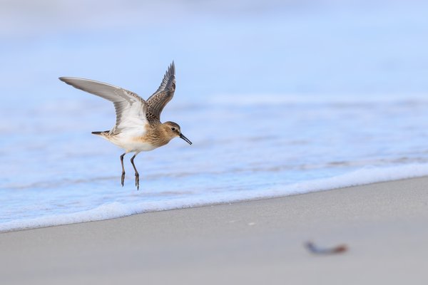 Semipalmated Sandpiper