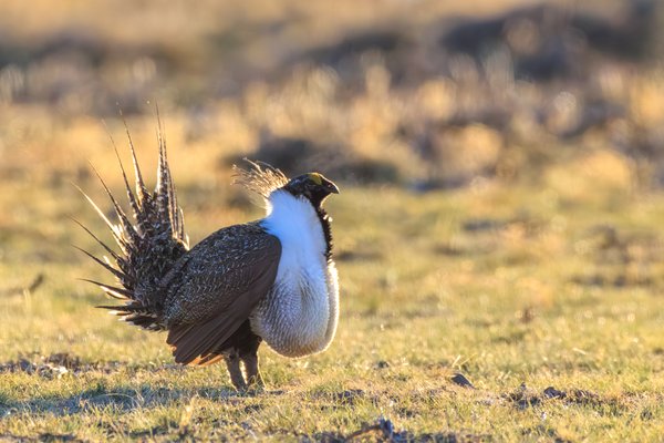 Greater Sage-Grouse