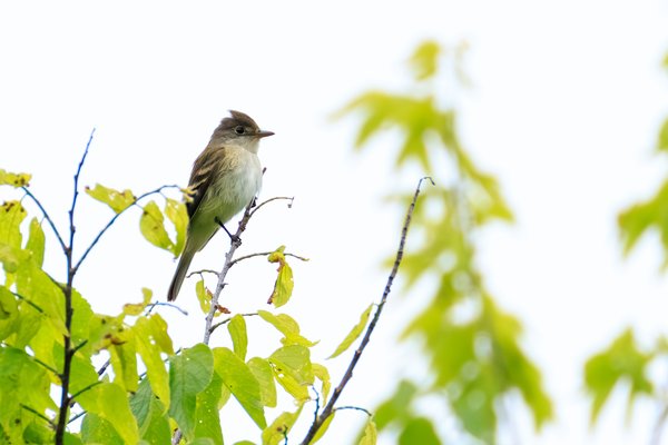 Eastern Wood-Pewee