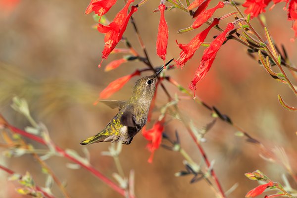 Anna's Hummingbird