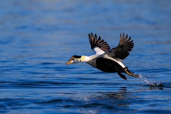 Common Eider