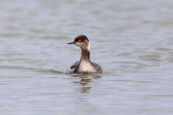 Eared Grebe