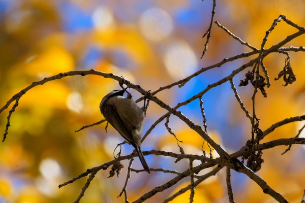 Black-capped Chickadee