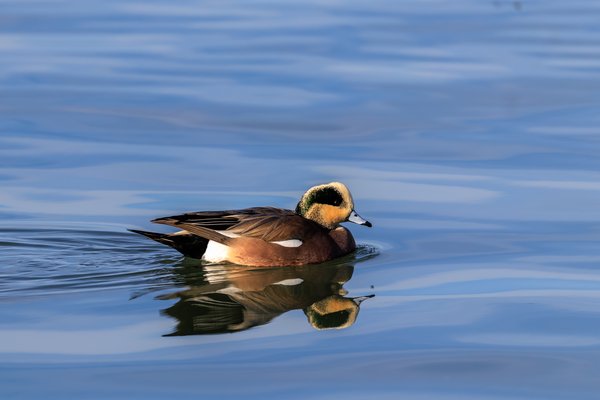 American Wigeon