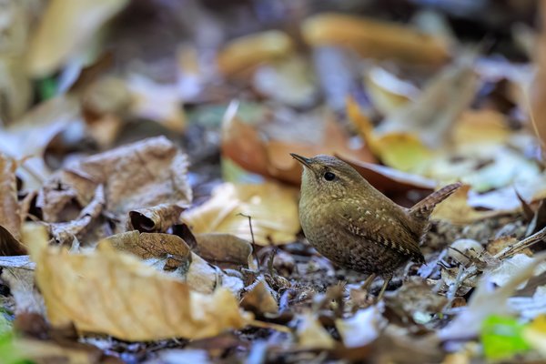 Winter Wren