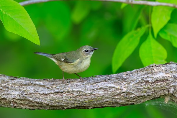 Black-throated Blue Warbler