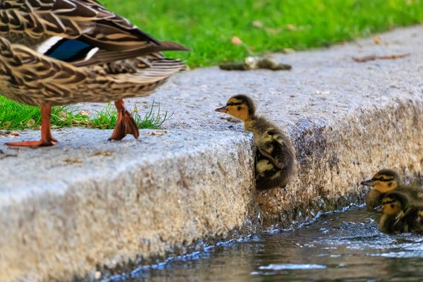 Mallard
