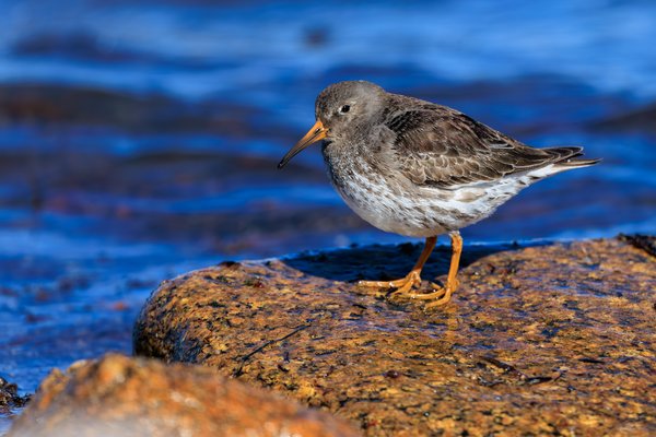 Purple Sandpiper