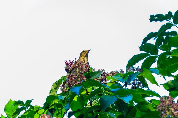 Swainson's Thrush