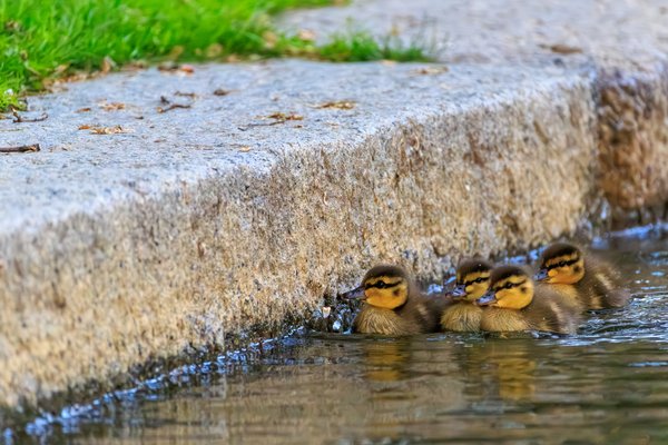 Mallard