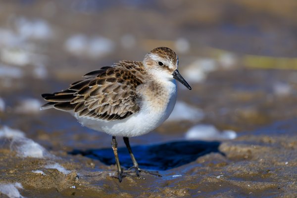 Semipalmated Sandpiper